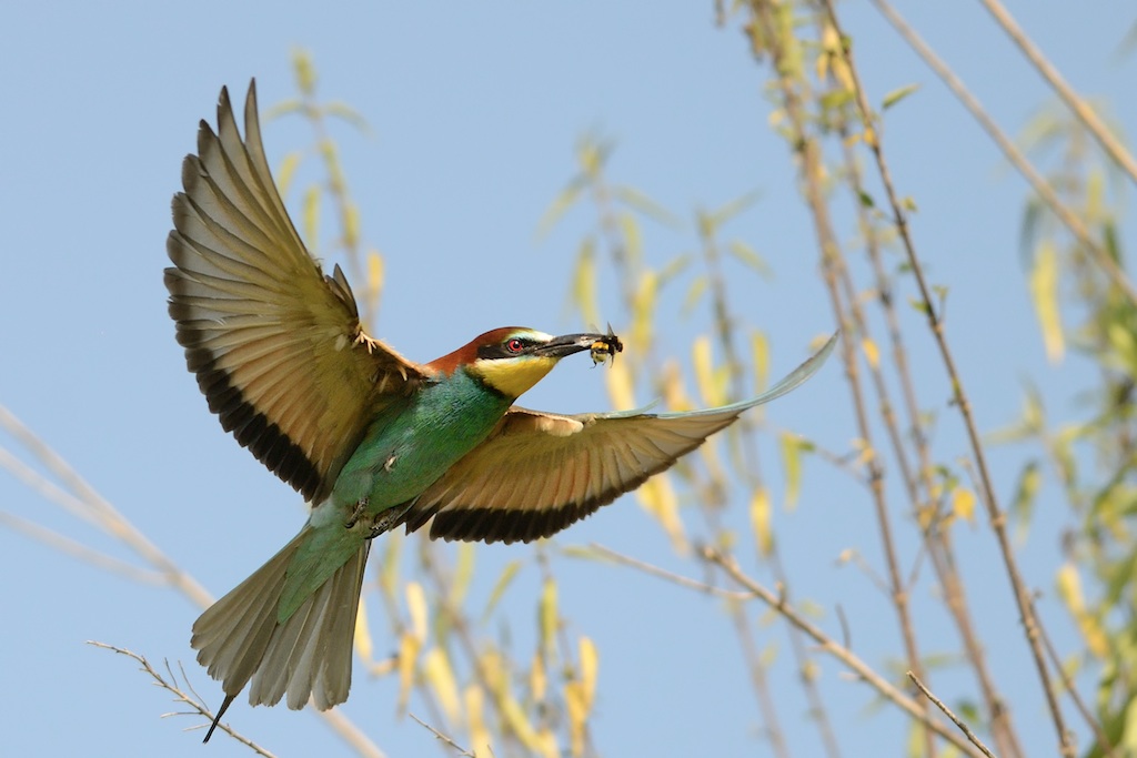 Ad ali spiegate, il sogno di Icaro.
