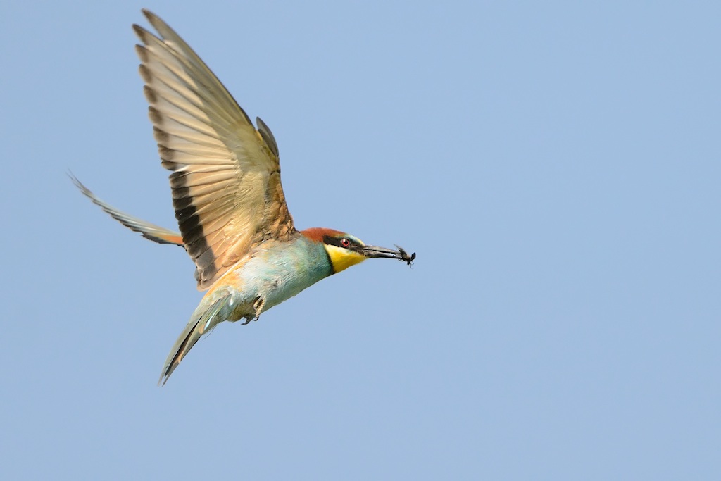 Ad ali spiegate, il sogno di Icaro.