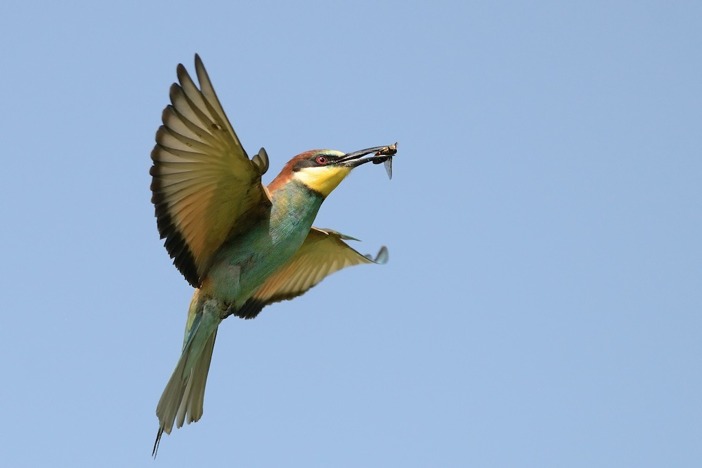 Ad ali spiegate, il sogno di Icaro.