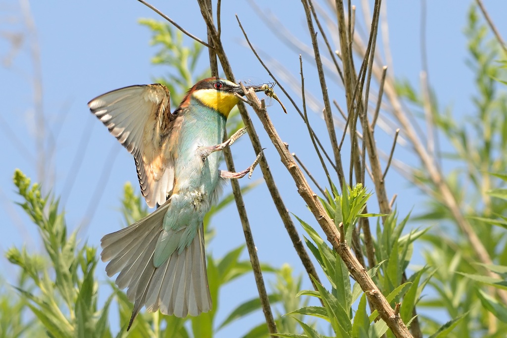 Ad ali spiegate, il sogno di Icaro.