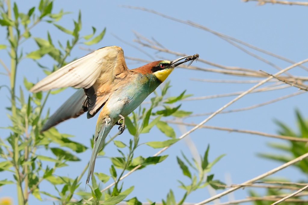 Ad ali spiegate, il sogno di Icaro.