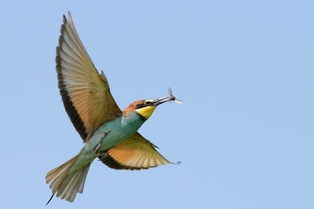 Ad ali spiegate, il sogno di Icaro.