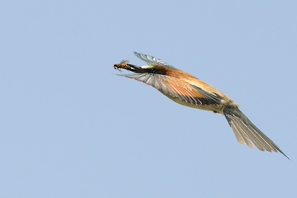 Ad ali spiegate, il sogno di Icaro.