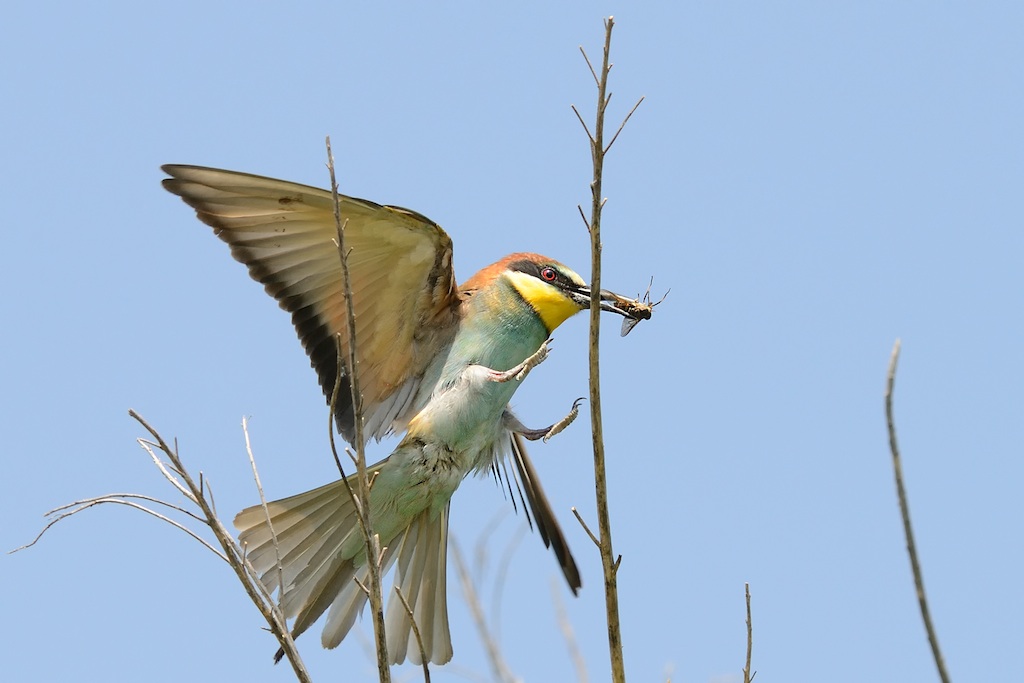 Ad ali spiegate, il sogno di Icaro.