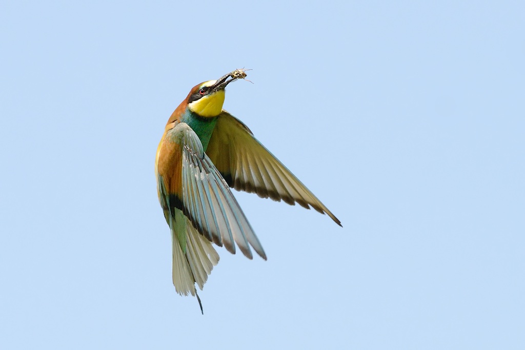 Ad ali spiegate, il sogno di Icaro.