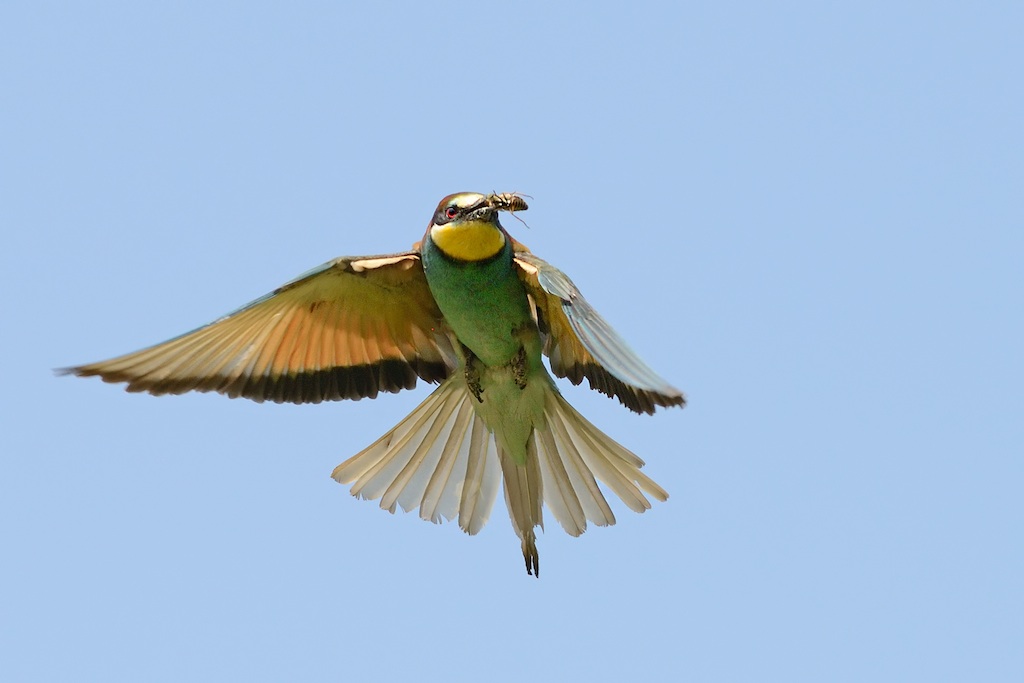 Ad ali spiegate, il sogno di Icaro.