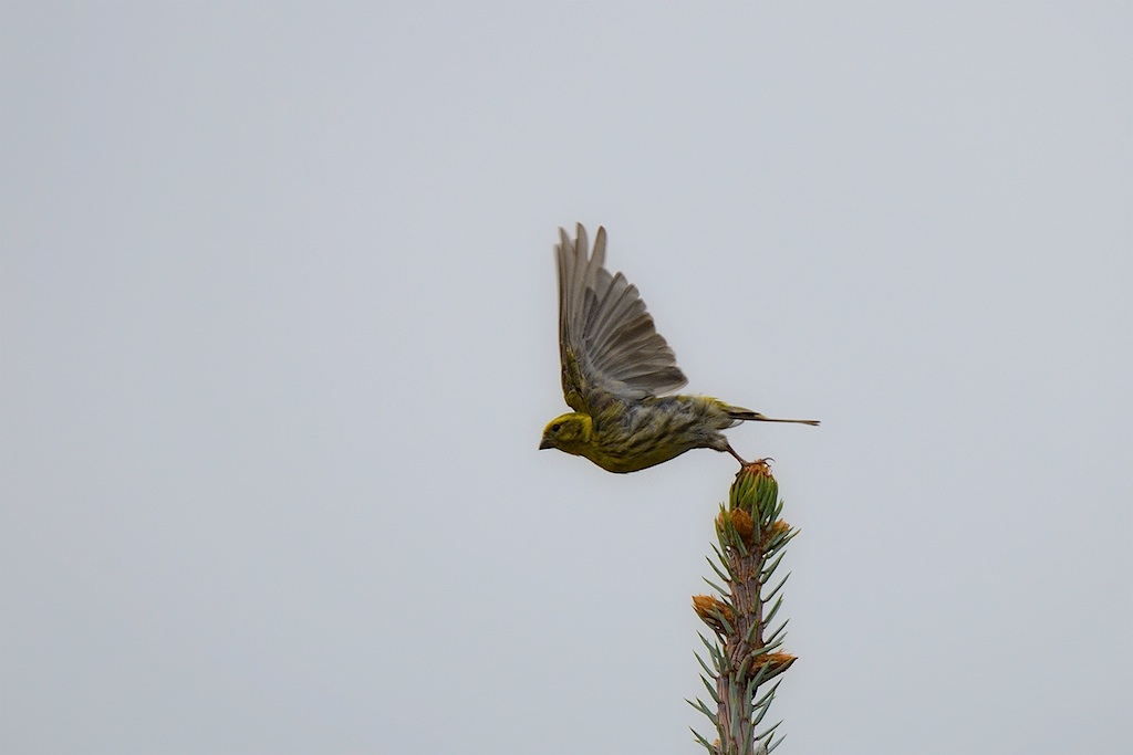 Ad ali spiegate, il sogno di Icaro.