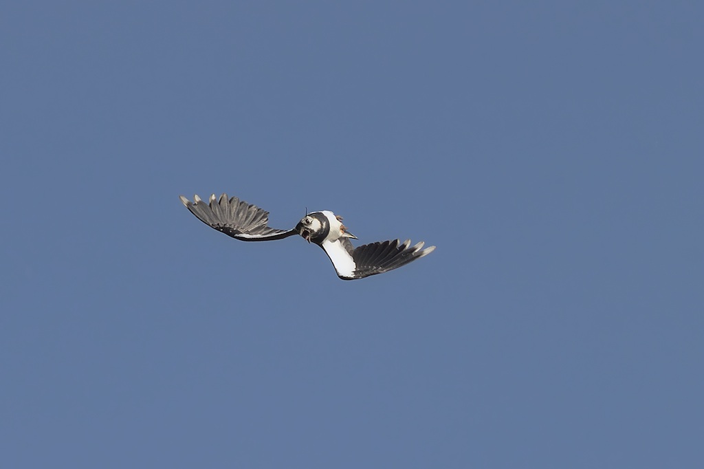 Ad ali spiegate, il sogno di Icaro.