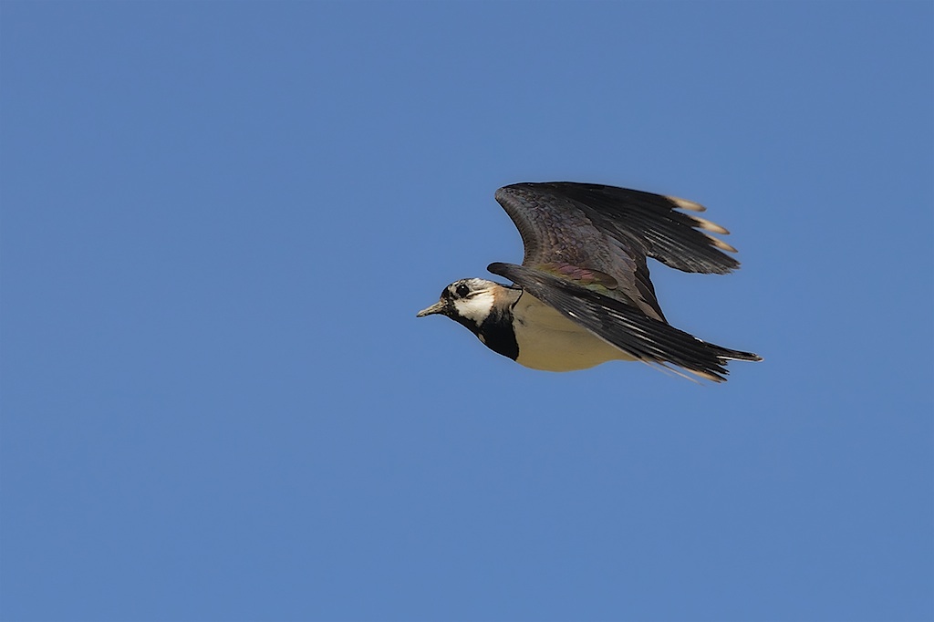 Ad ali spiegate, il sogno di Icaro.