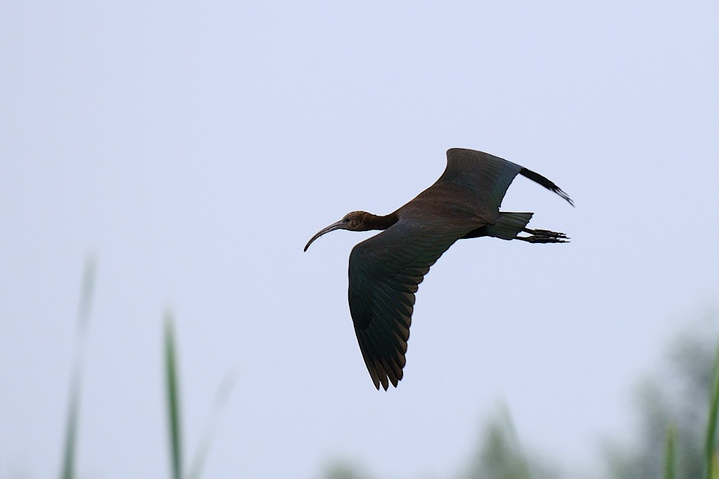 Ad ali spiegate, il sogno di Icaro.
