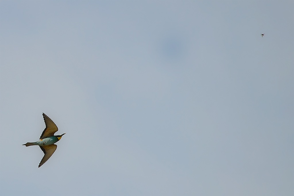 sequenza di caccia (gruccione)