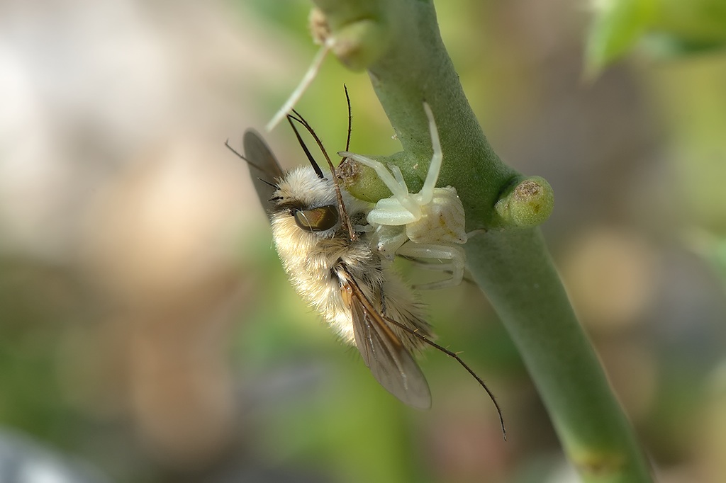 Ancora Bombylius (questo ho)