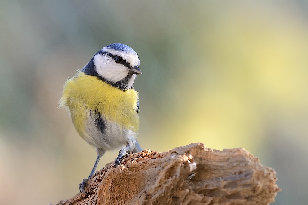 cinciarella (Cyanistes caeruleus)