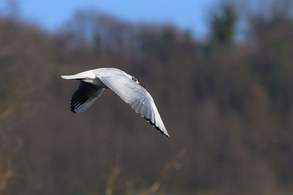 Ad ali spiegate, il sogno di Icaro.