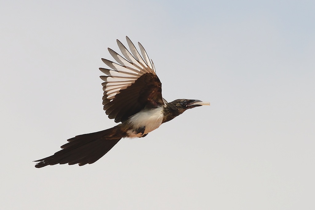 Ad ali spiegate, il sogno di Icaro.