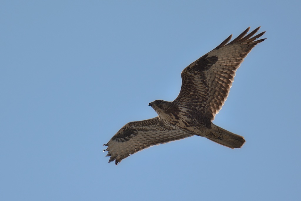 Ad ali spiegate, il sogno di Icaro.