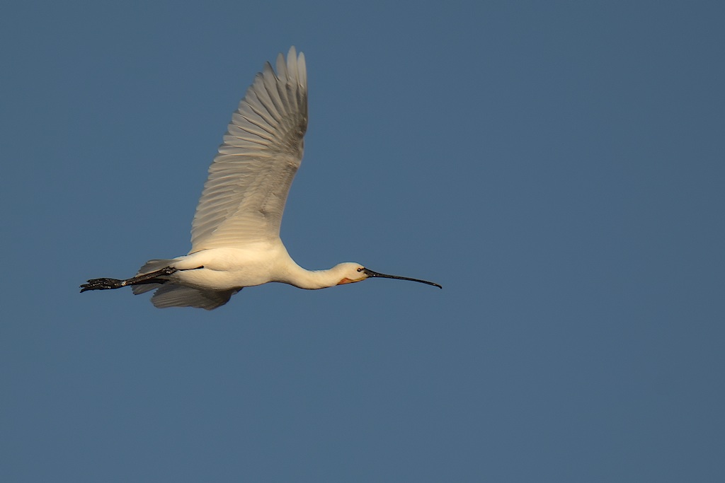 Ad ali spiegate, il sogno di Icaro.