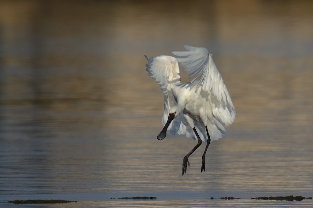 Ad ali spiegate, il sogno di Icaro.
