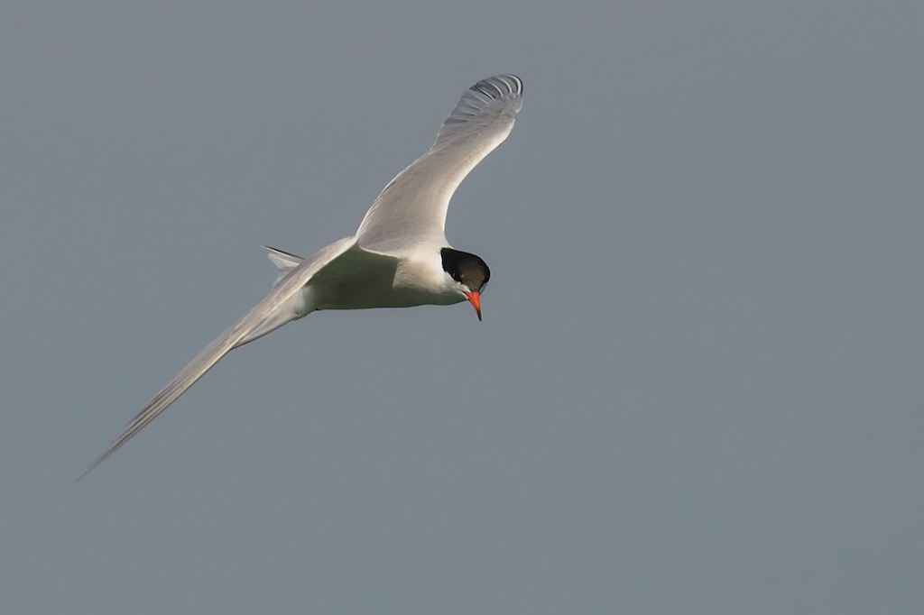 Ad ali spiegate, il sogno di Icaro.