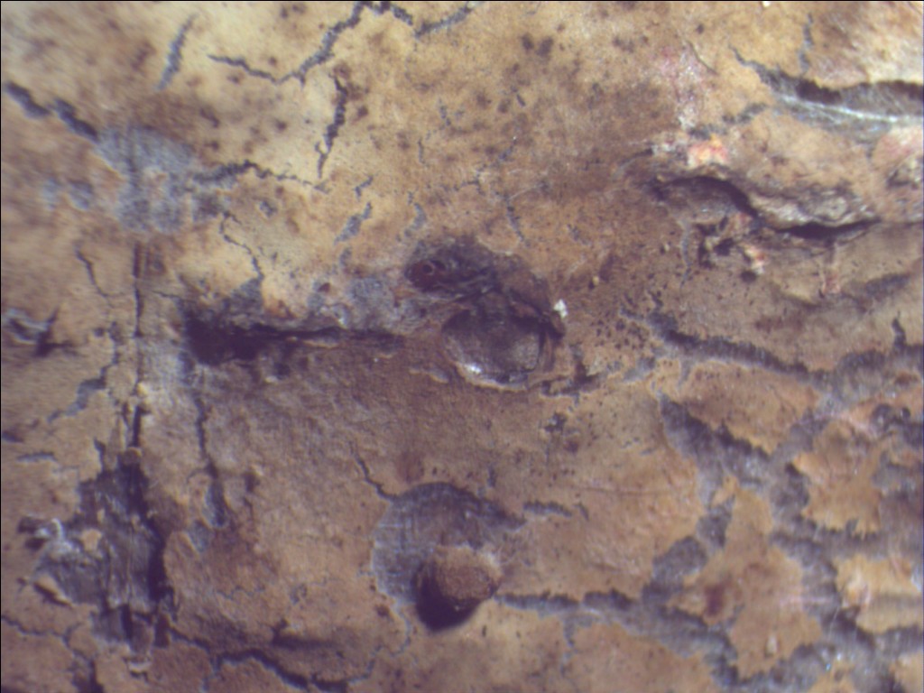 corticie spore epineuse (Pseudotomentella af. mucidula)