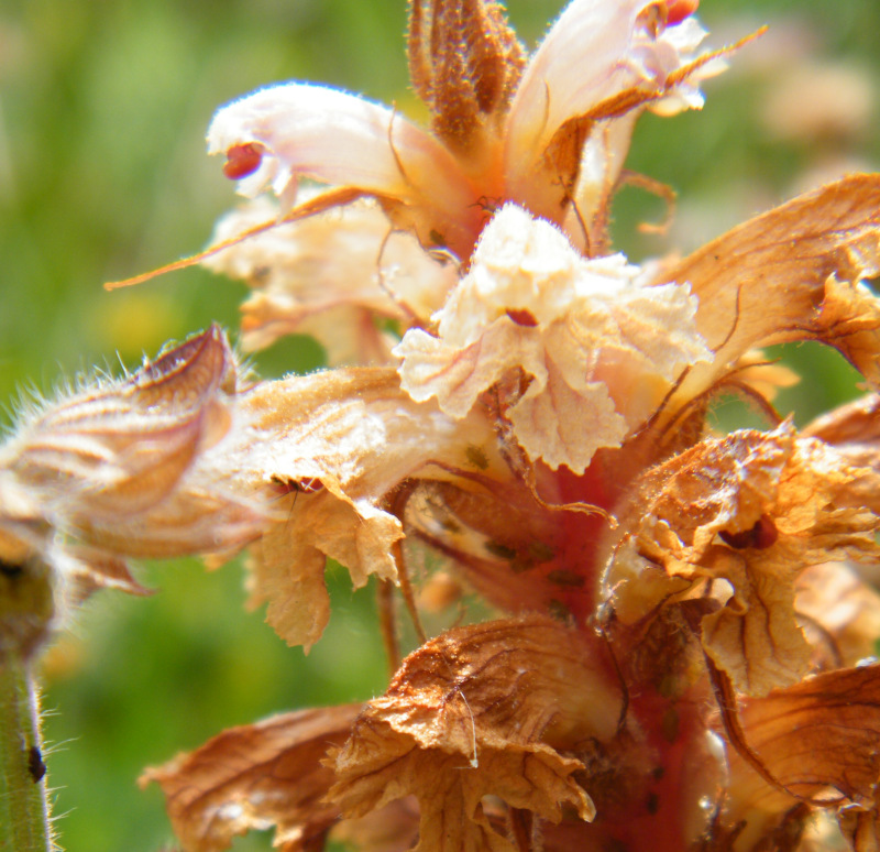 Orobanche amethystea ???