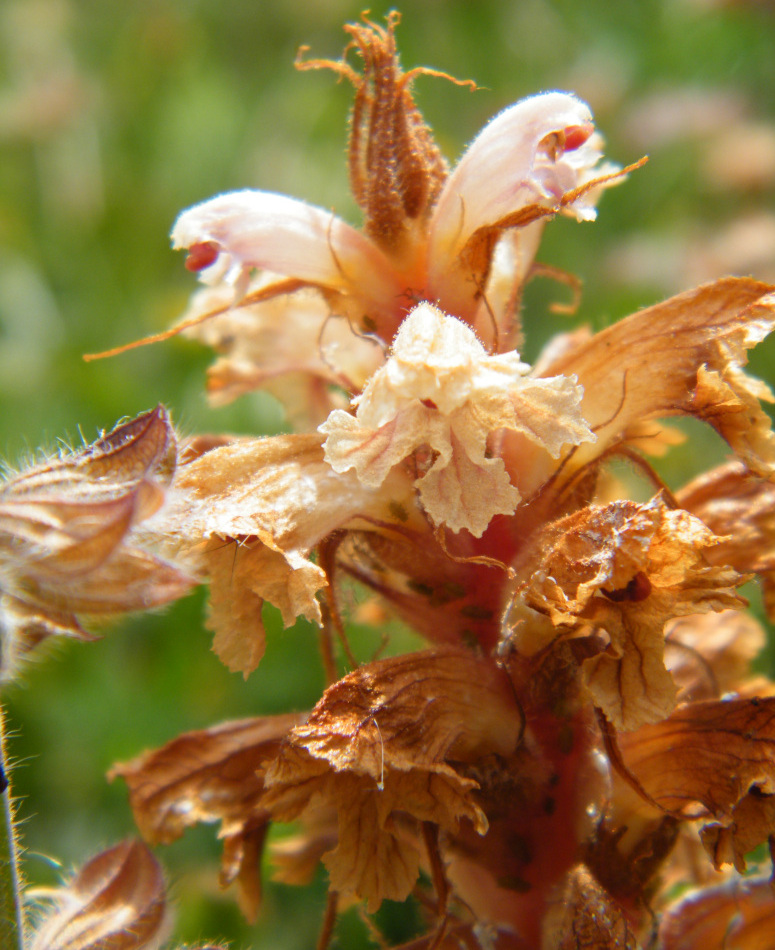 Orobanche amethystea ???