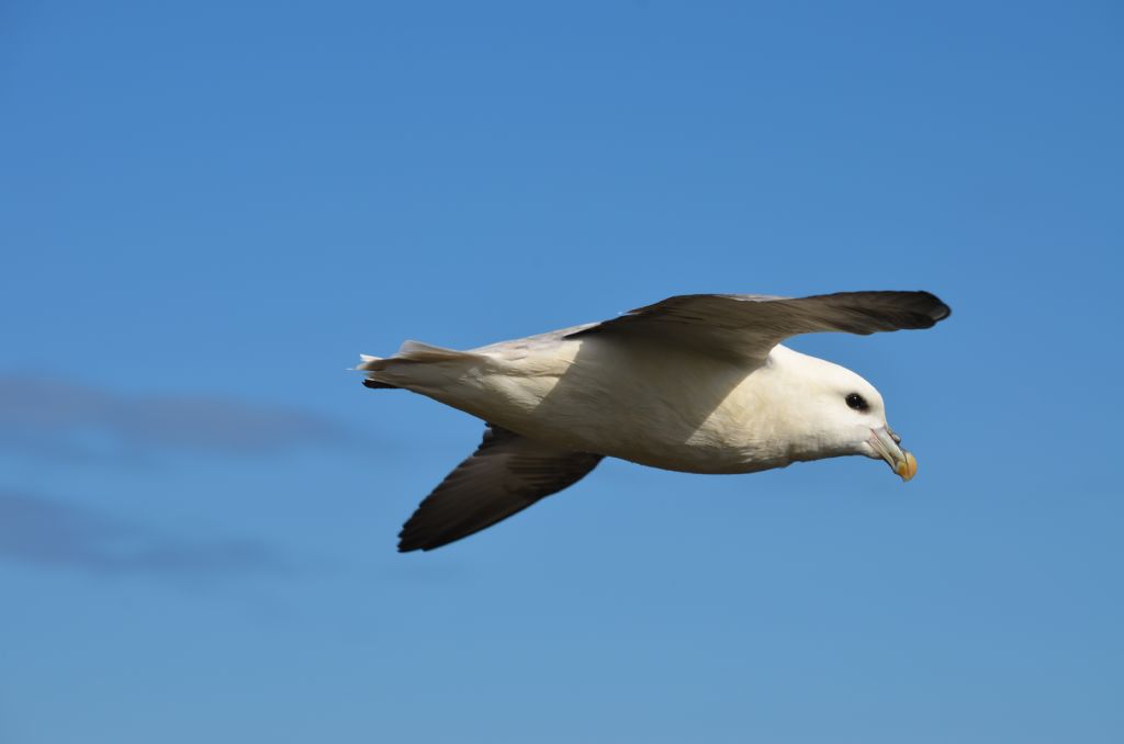 Ad ali spiegate, il sogno di Icaro.