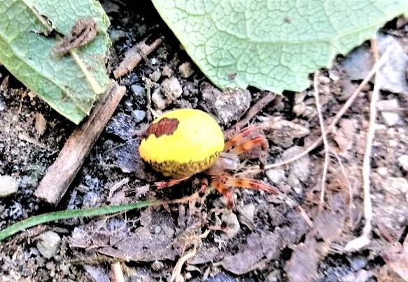 Araneus marmoreus var. piramidatus - prov. FI