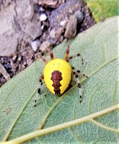 Araneus marmoreus var. piramidatus - prov. FI