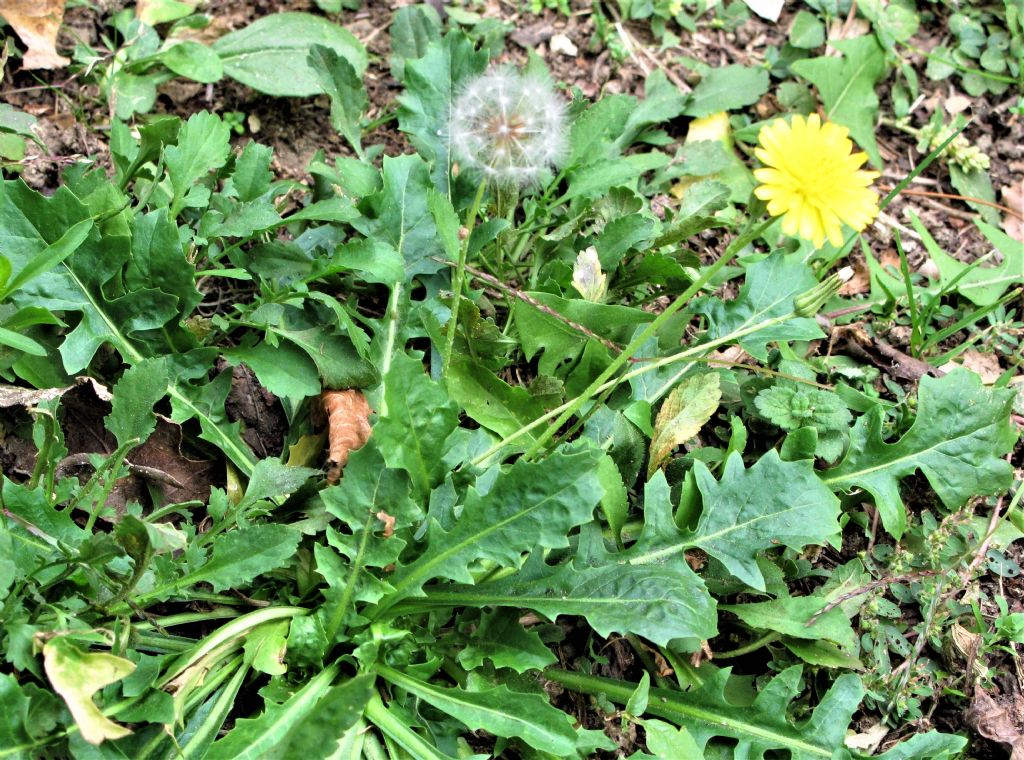 Identificazione composita a fiori gialli