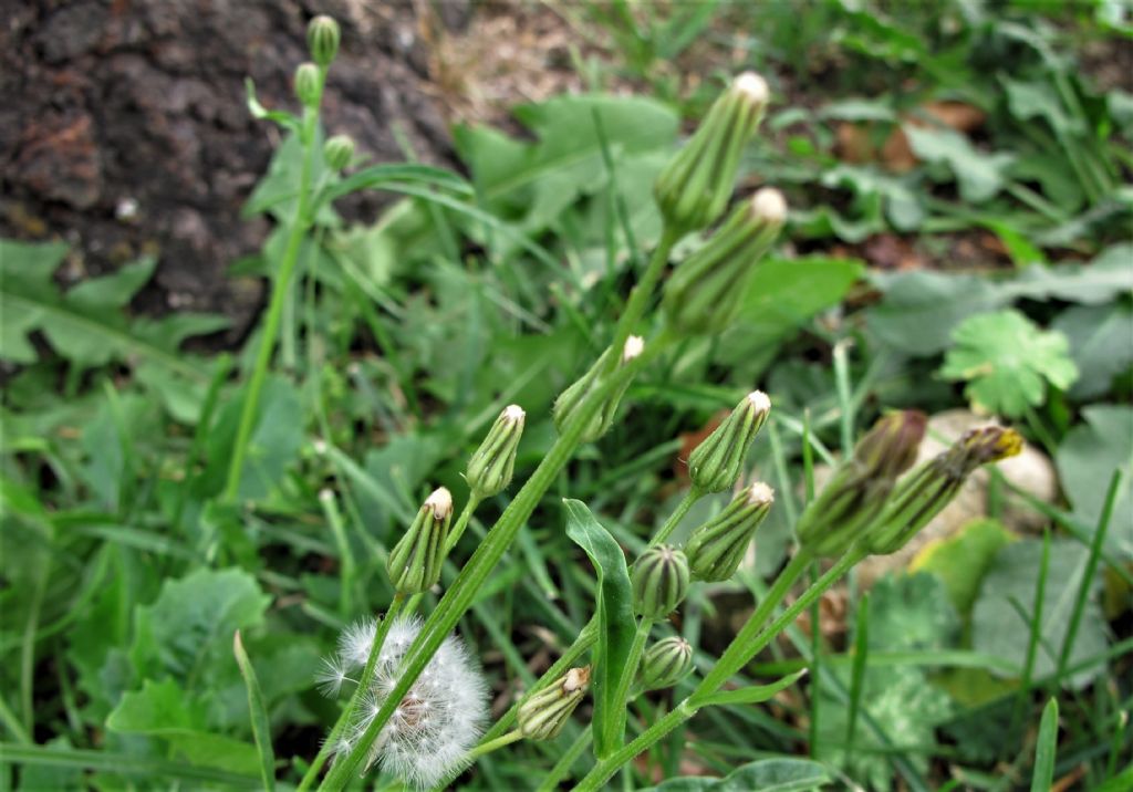 Identificazione composita a fiori gialli