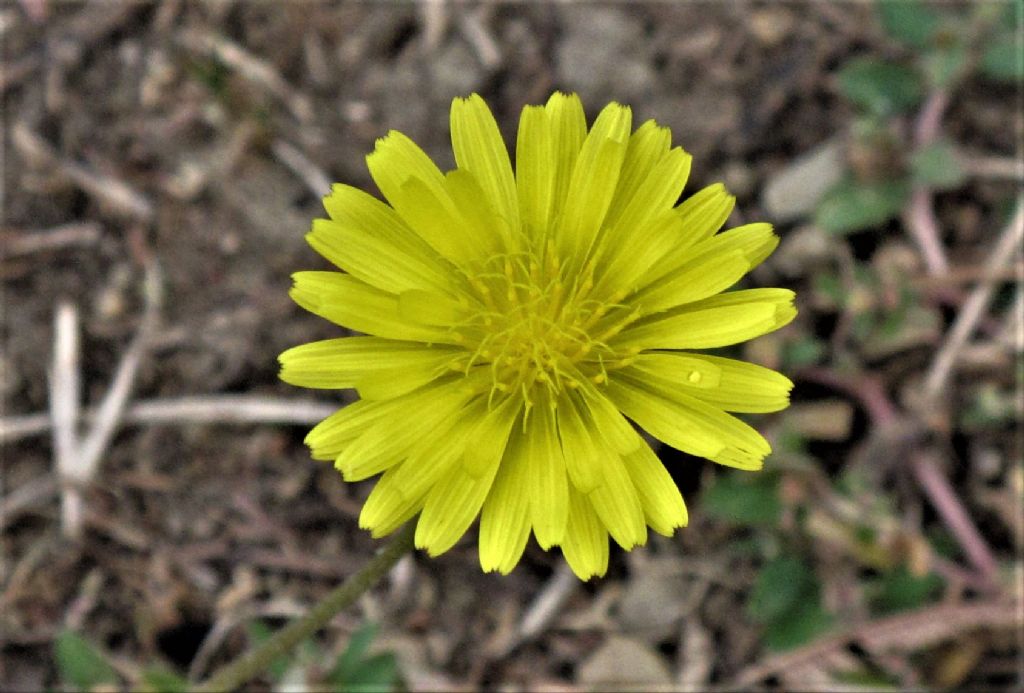 Identificazione composita a fiori gialli