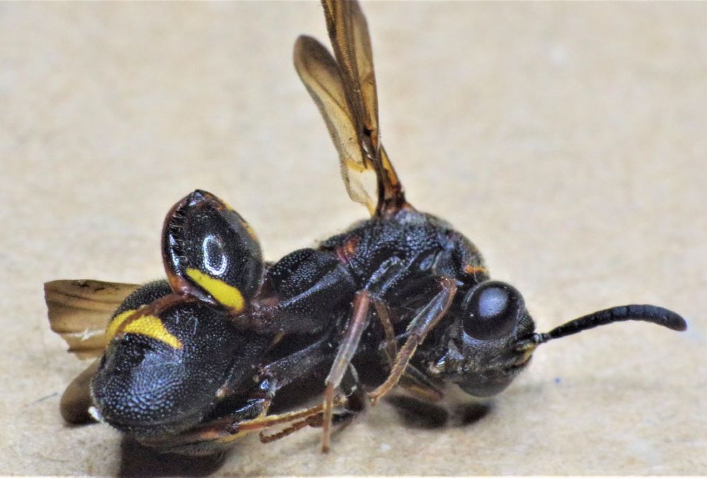 Leucospidae:  Leucospis sinensis (cfr.)