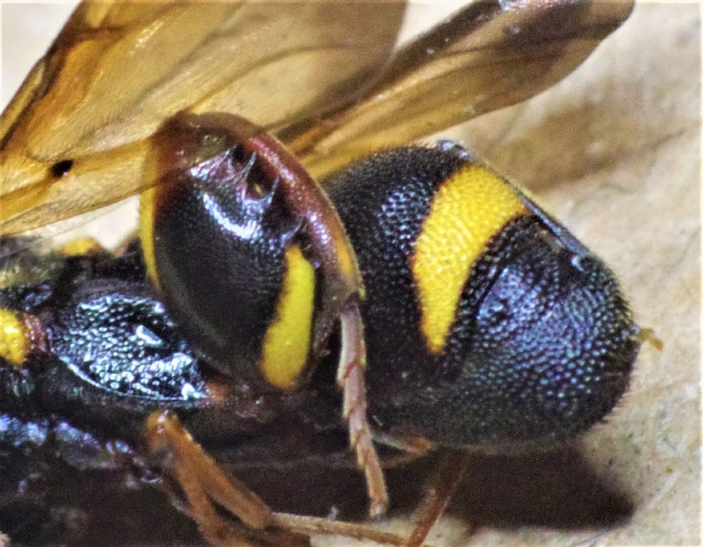 Leucospidae:  Leucospis sinensis (cfr.)