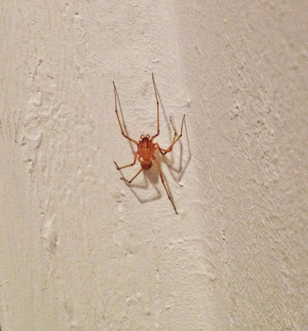 ragno violino in casa ? No. Scytodes sp. - Catania