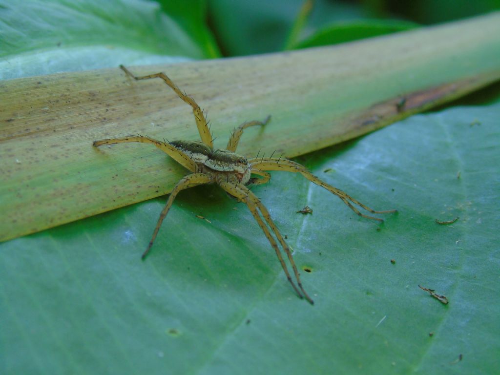 Dolomedes sp. - Roma