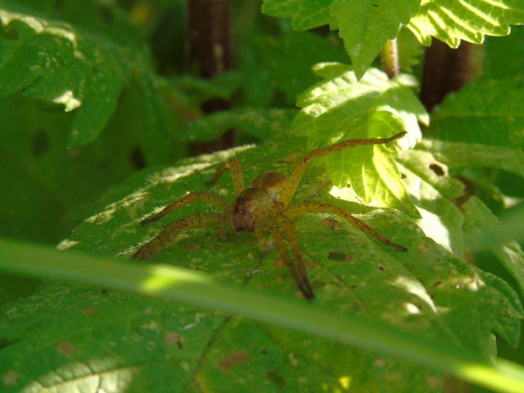 Dolomedes sp. - Roma