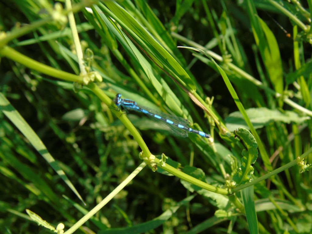 Coenagrion?