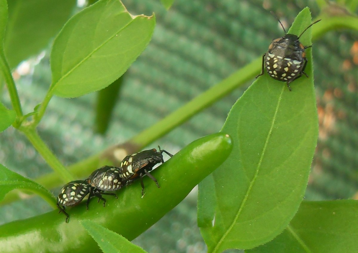 Neanidi di Nezara viridula