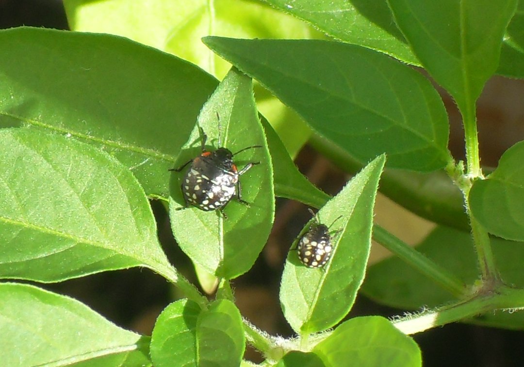 Neanidi di Nezara viridula