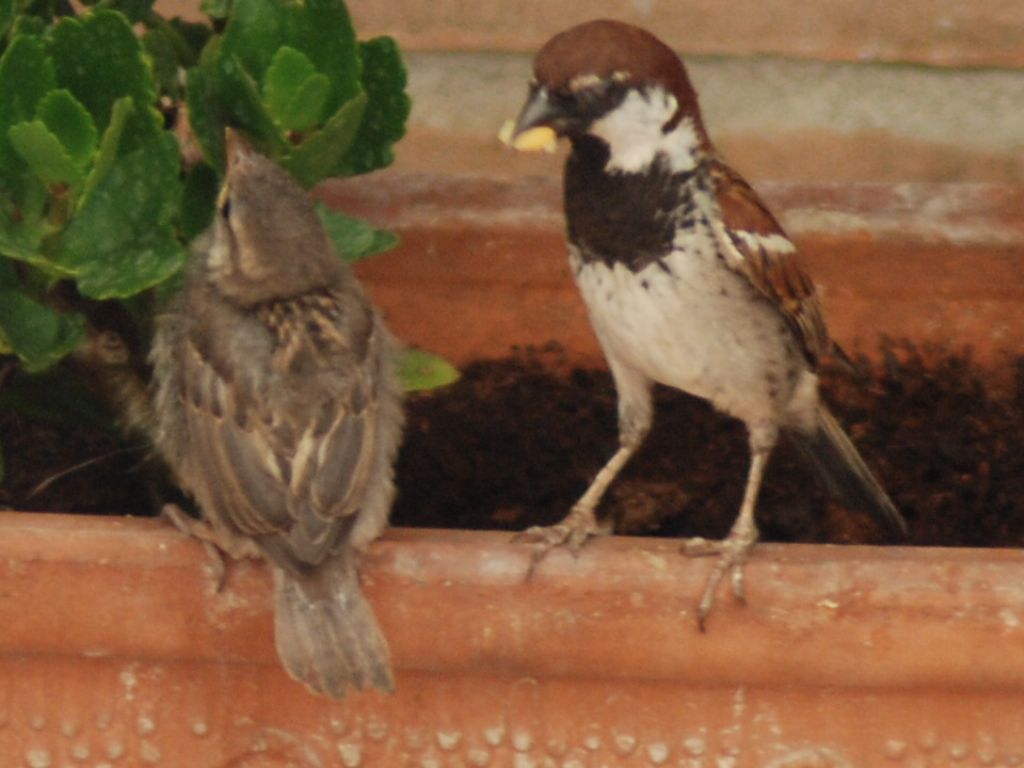 Sulla terrazza