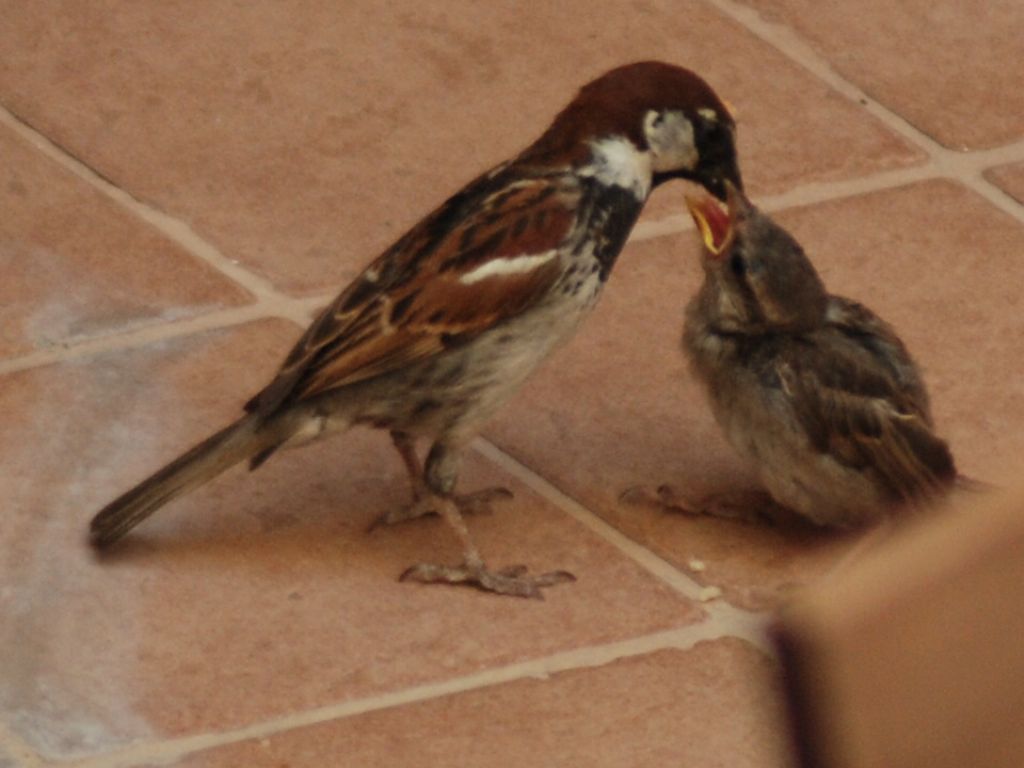 Sulla terrazza