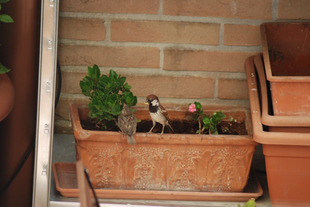 Sulla terrazza