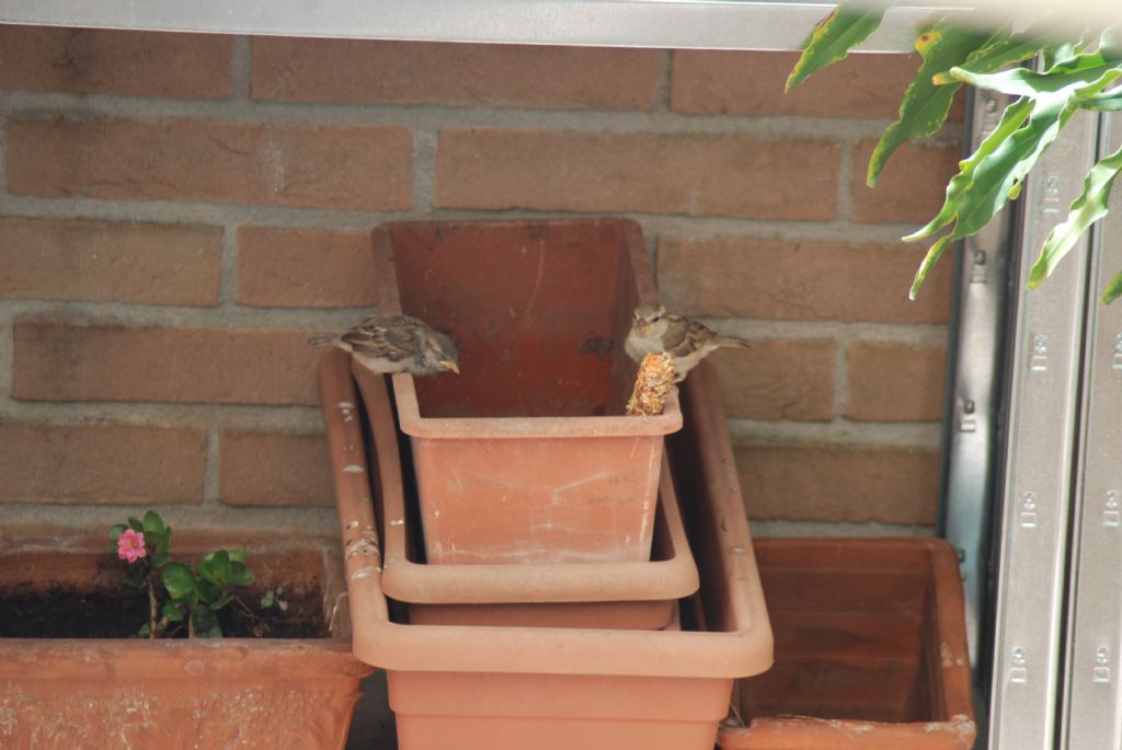 Sulla terrazza