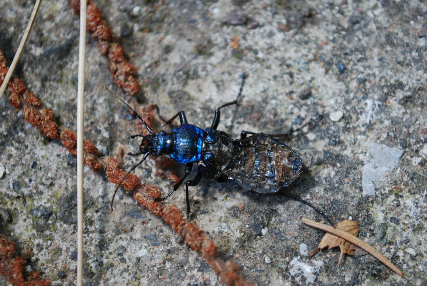 Carabus lefebvrei ? senza elitre!