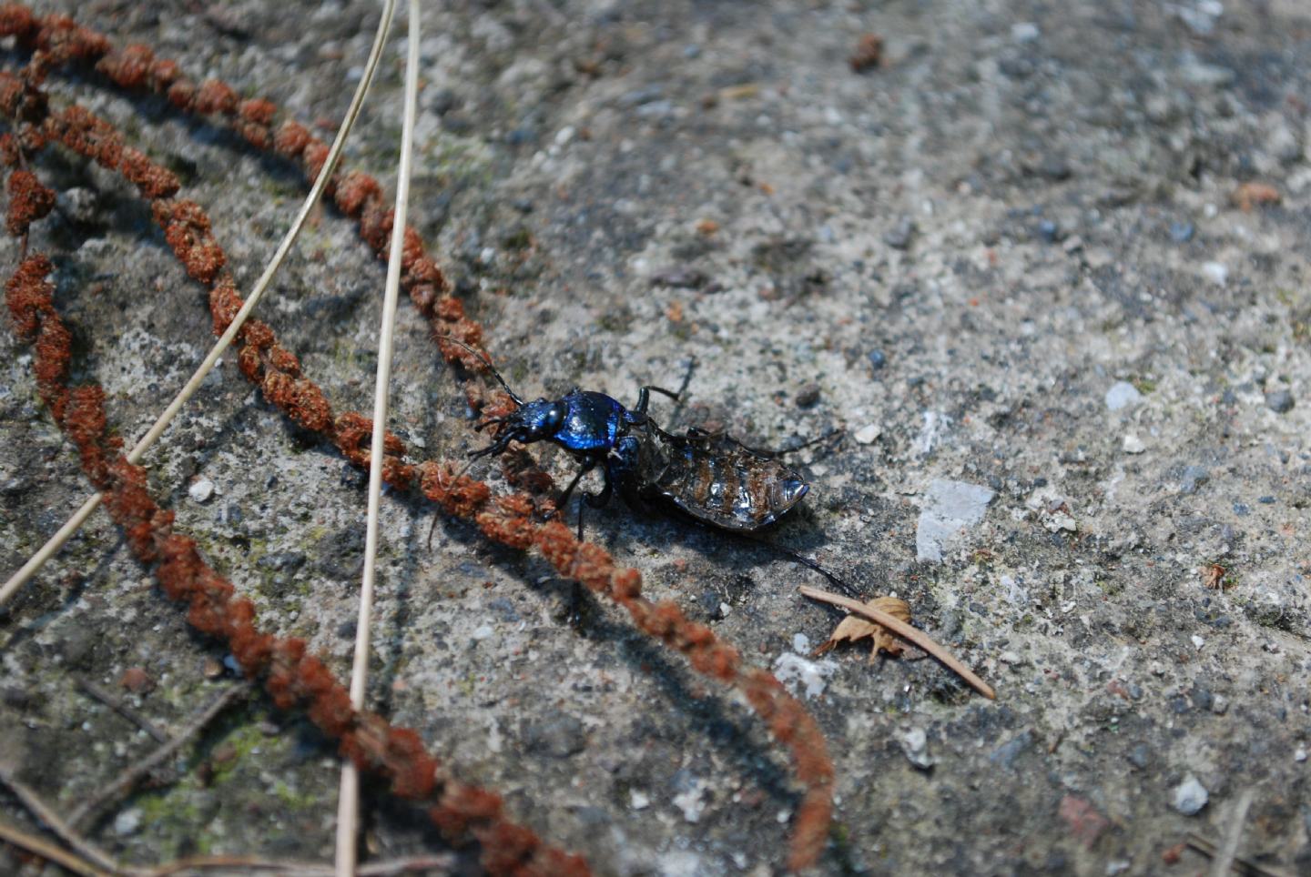 Carabus lefebvrei ? senza elitre!