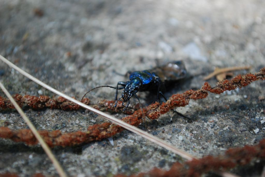 Carabus lefebvrei ? senza elitre!