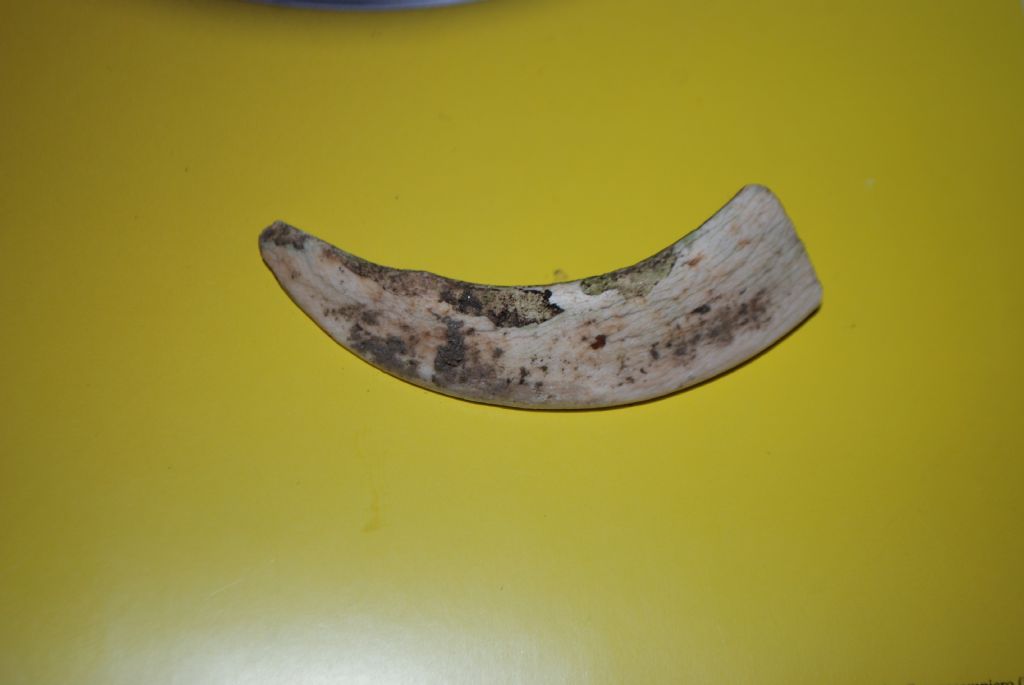 Zanna da identificare - Cinghiale