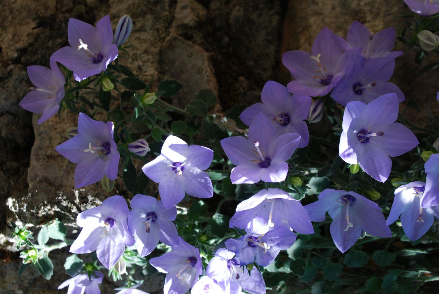Campanula fragilis