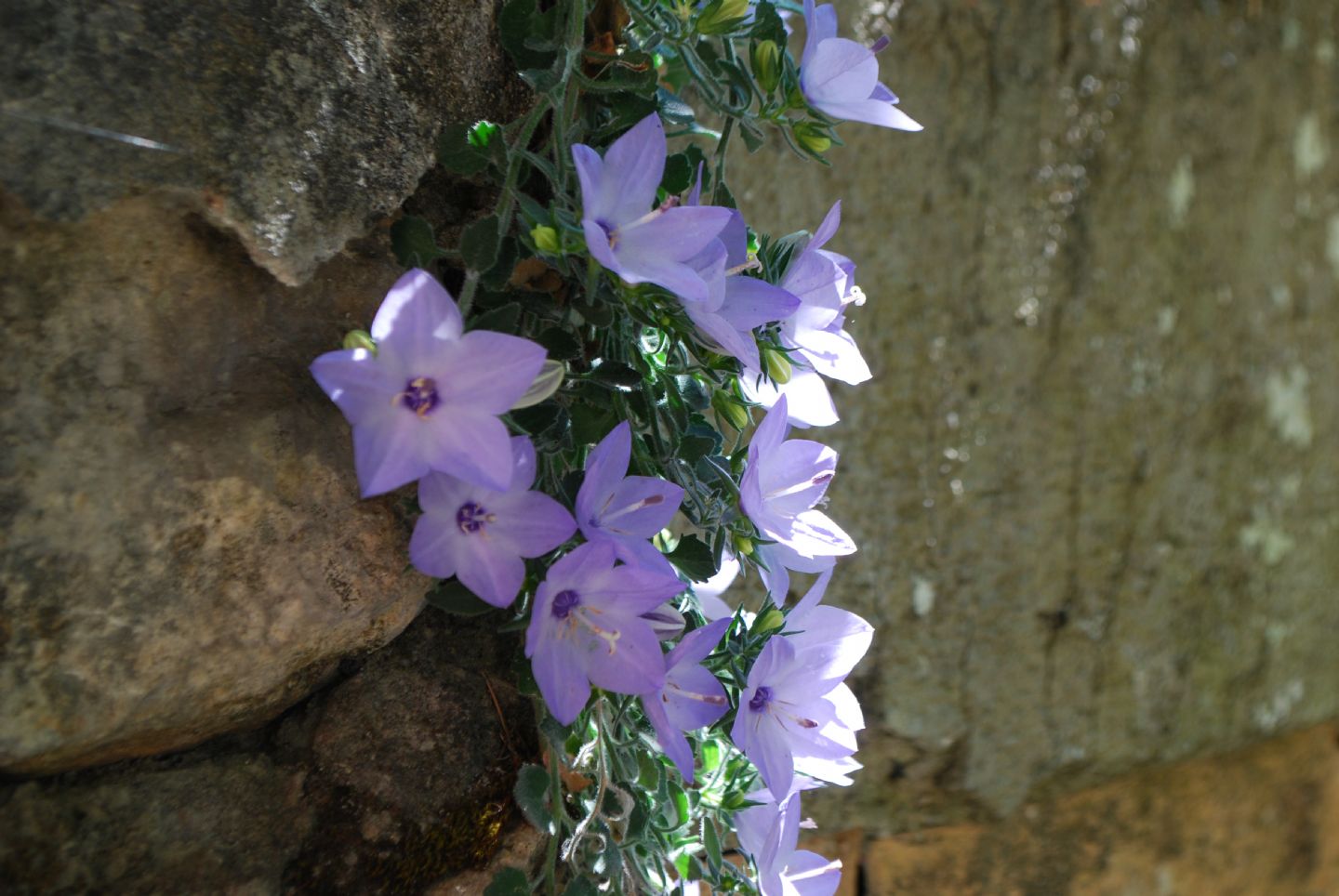 Campanula fragilis
